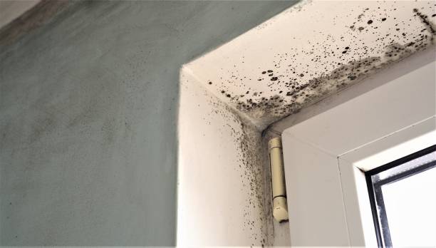 Best Air Quality Testing for Mold Spores  in Pinetops, NC