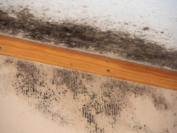 Reliable Pinetops, NC Mold Removal Solutions