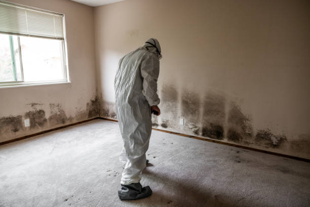 Mold Remediation for Vacation Homes in Pinetops, NC